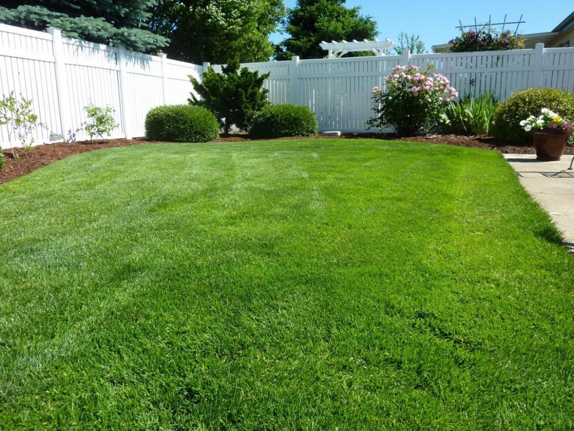 Synthetic Grass Reviews