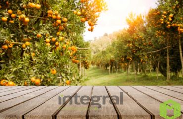 You Can Plant Fruit Seedlings In Your Garden And Surround With Wallgrass