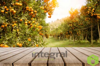 You Can Plant Fruit Seedlings In Your Garden And Surround With Wallgrass