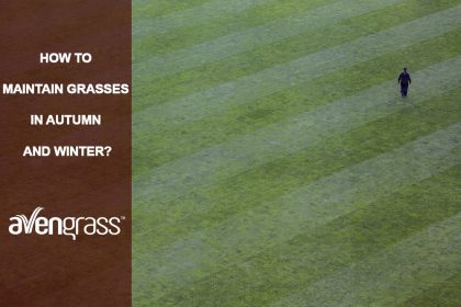 How-to-Maintain-Grasses-in-Autumn-and-Winter-twitter