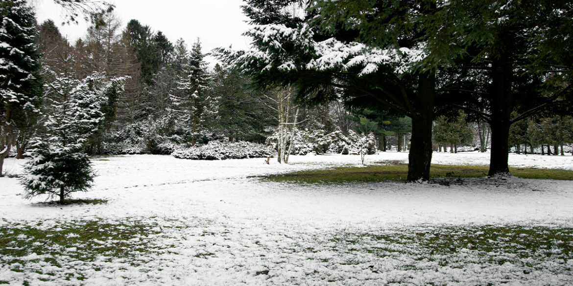 artificial grass for winter
